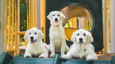 English Cream Golden Retriever