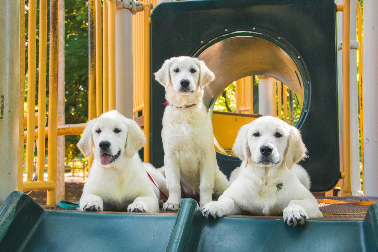 English Cream Golden Retriever
